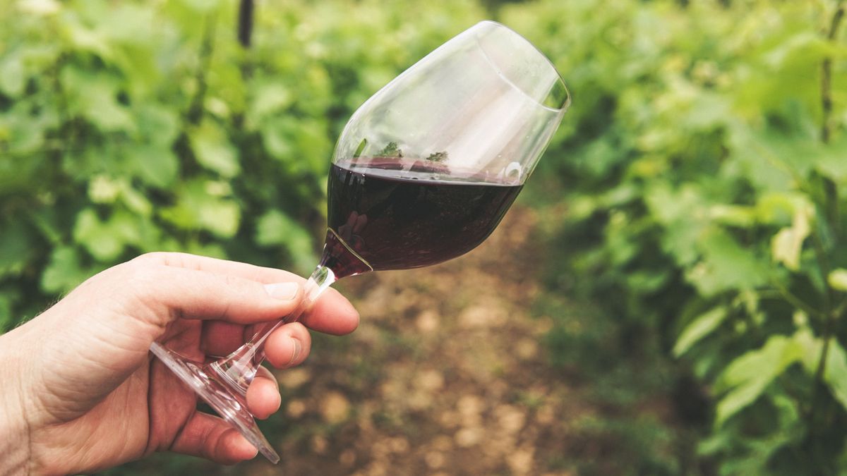 Találkozásaim a merlot-val és más szőlőfajtákkal