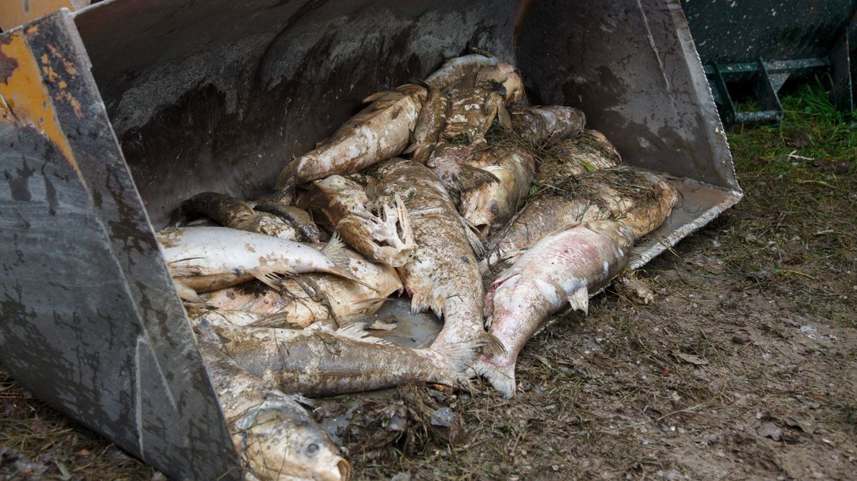 Bajban egy fontos víztározó, elkezdtek pusztulni a halak