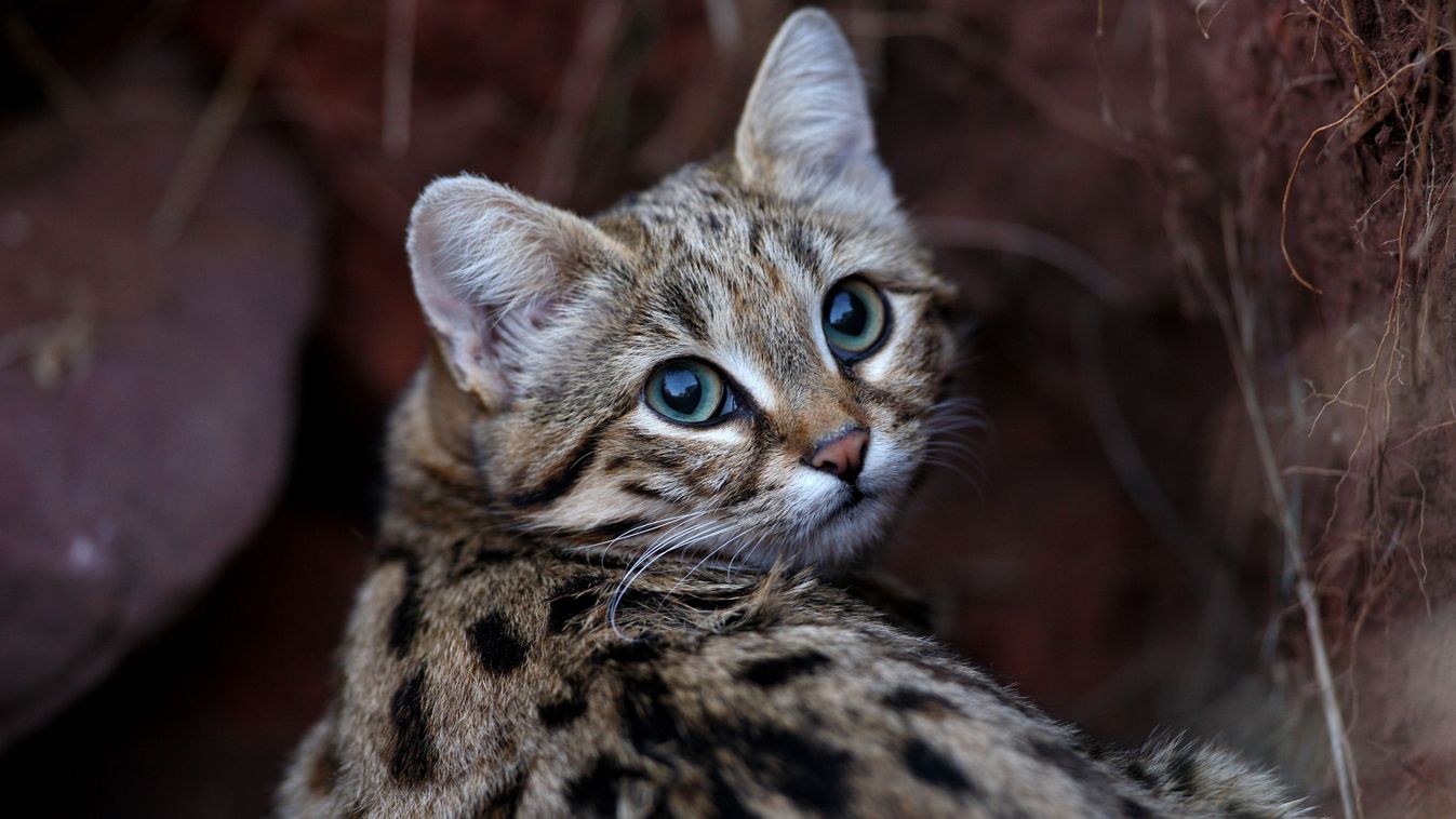 Black-footed,Cat