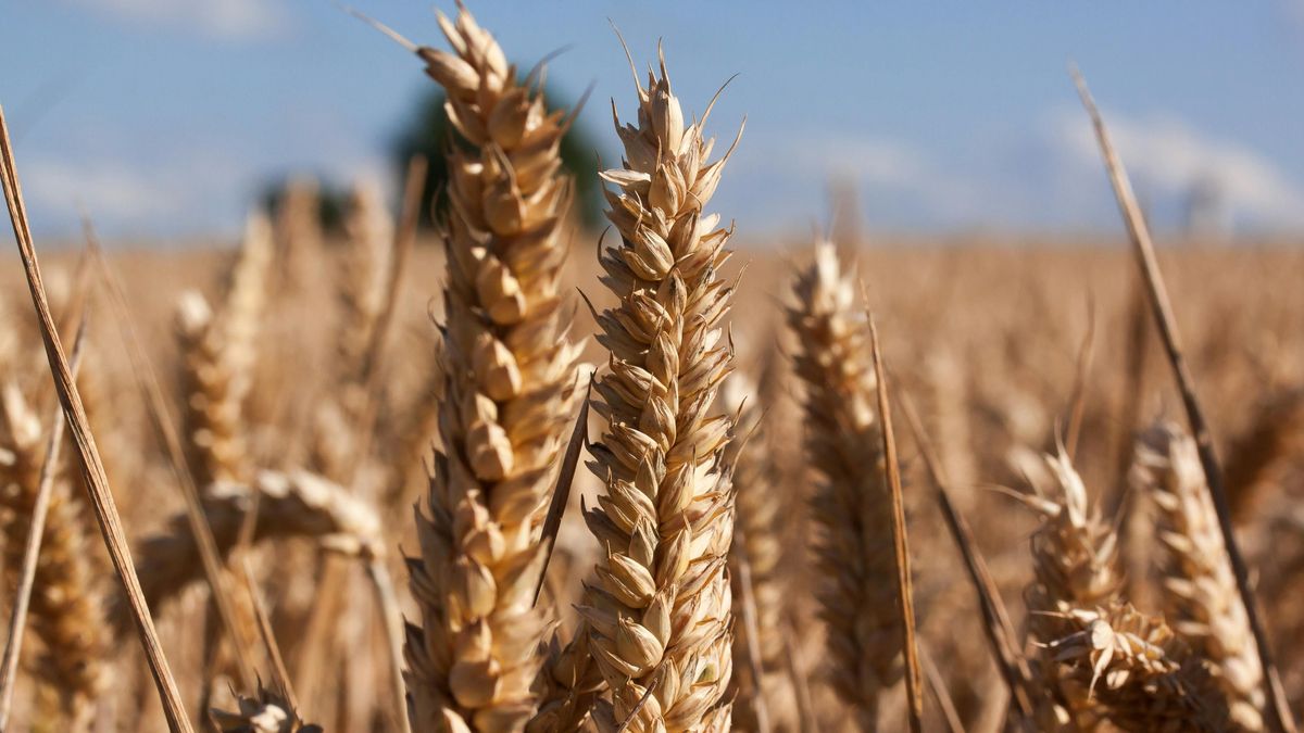 Tax and Customs Office Keeps Close Watch on Grain Shipments Throughout Hungary