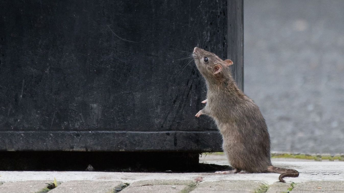 A,Cute,Rat,Stands,On,Its,Hind,Legs,Looking,Up