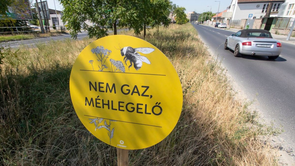 Fánként csaknem egymillió forintért újítják meg az Üllői úti fasort