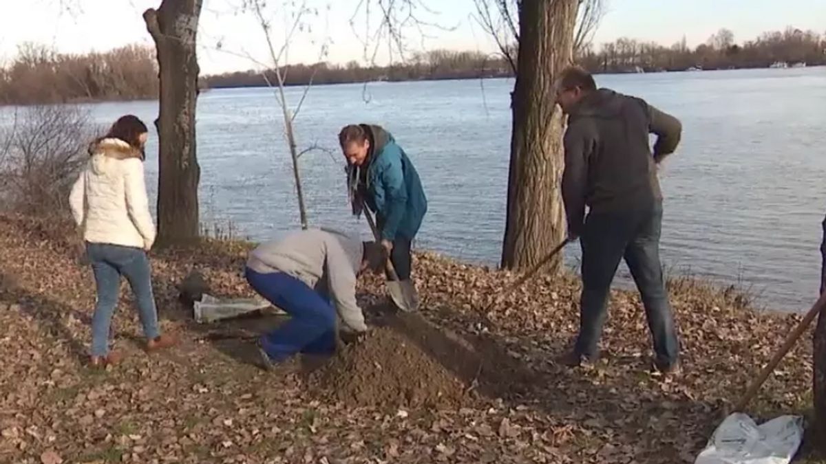 Engedély és minimális szakértelem nélkül ültettek fákat a Párbeszéd politikusai