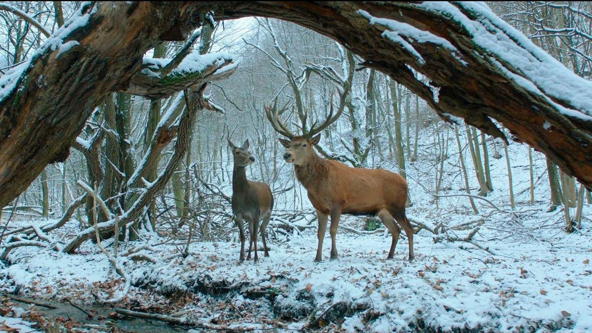 Lemészárolták a szarvast, amely az Oscar-díjra jelölt magyar filmben szerepelt