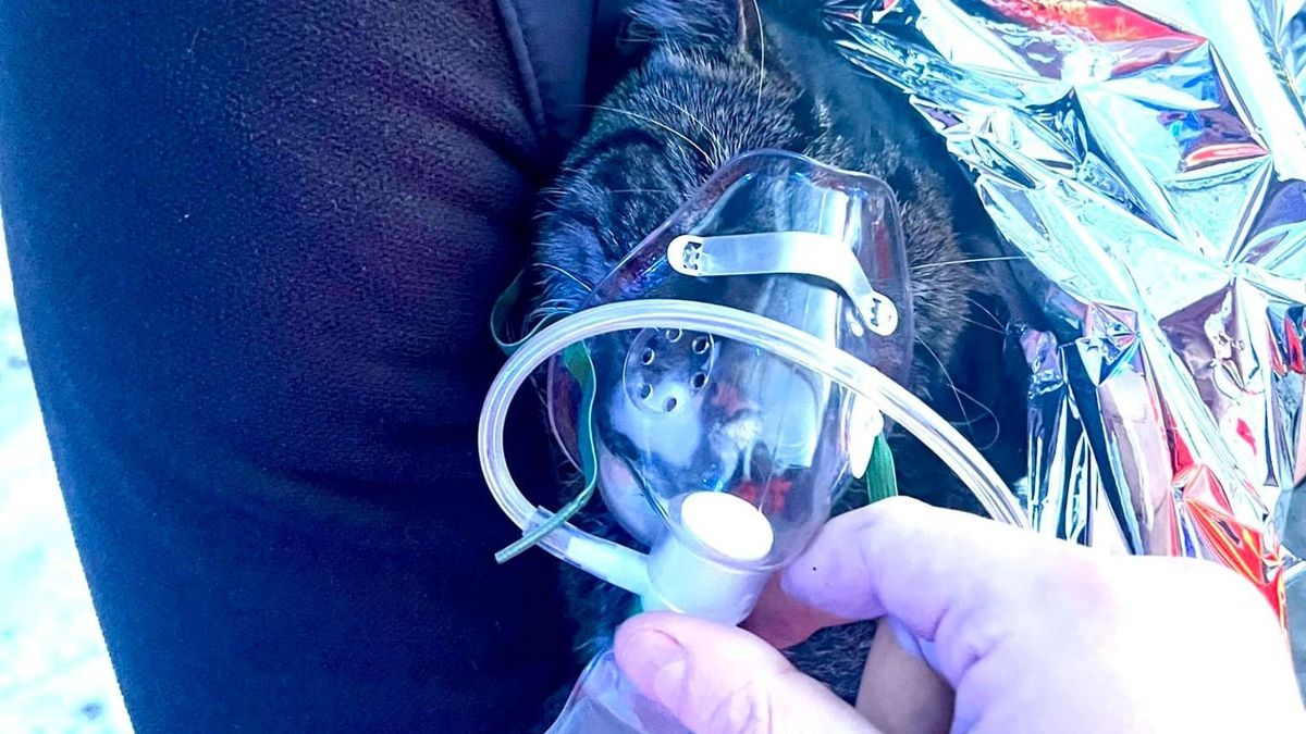 A kiscicájával mentettek ki egy nőt az égő házból