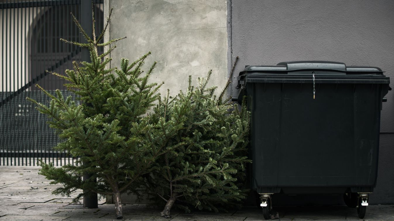 Two,Old,Christmas,Trees,Thrown,Away,Next,To,A,Trashcan