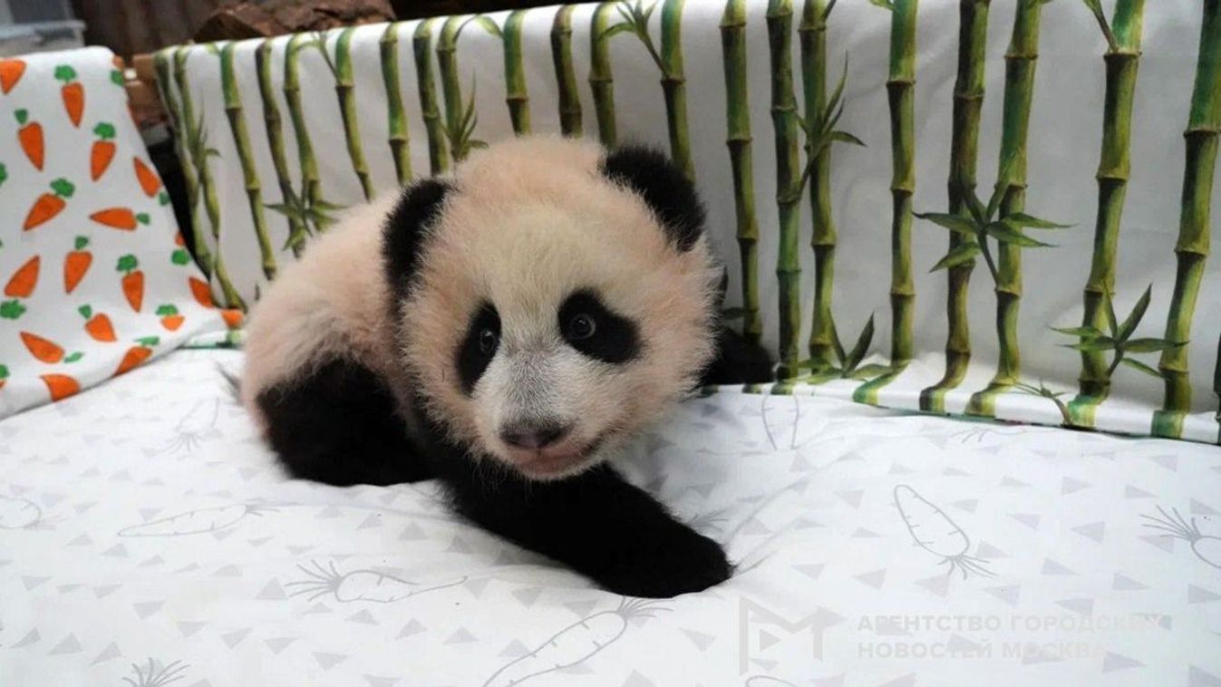 Katyusa a moszkvai állatkert pandája
forrás: Telegram