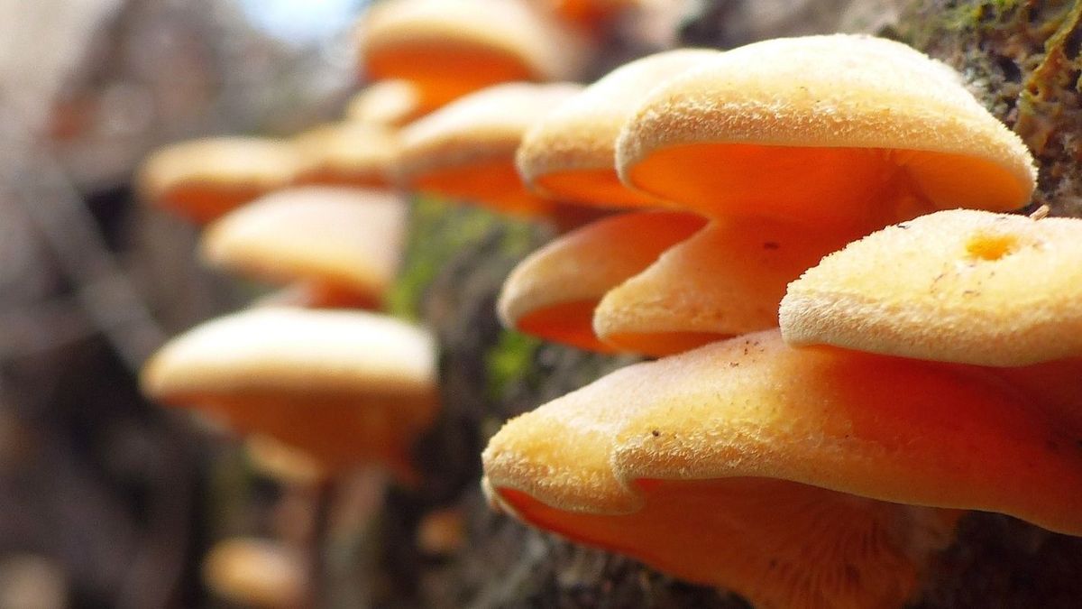 Színpompás gombákban gyönyörködhetünk télen is + fotó