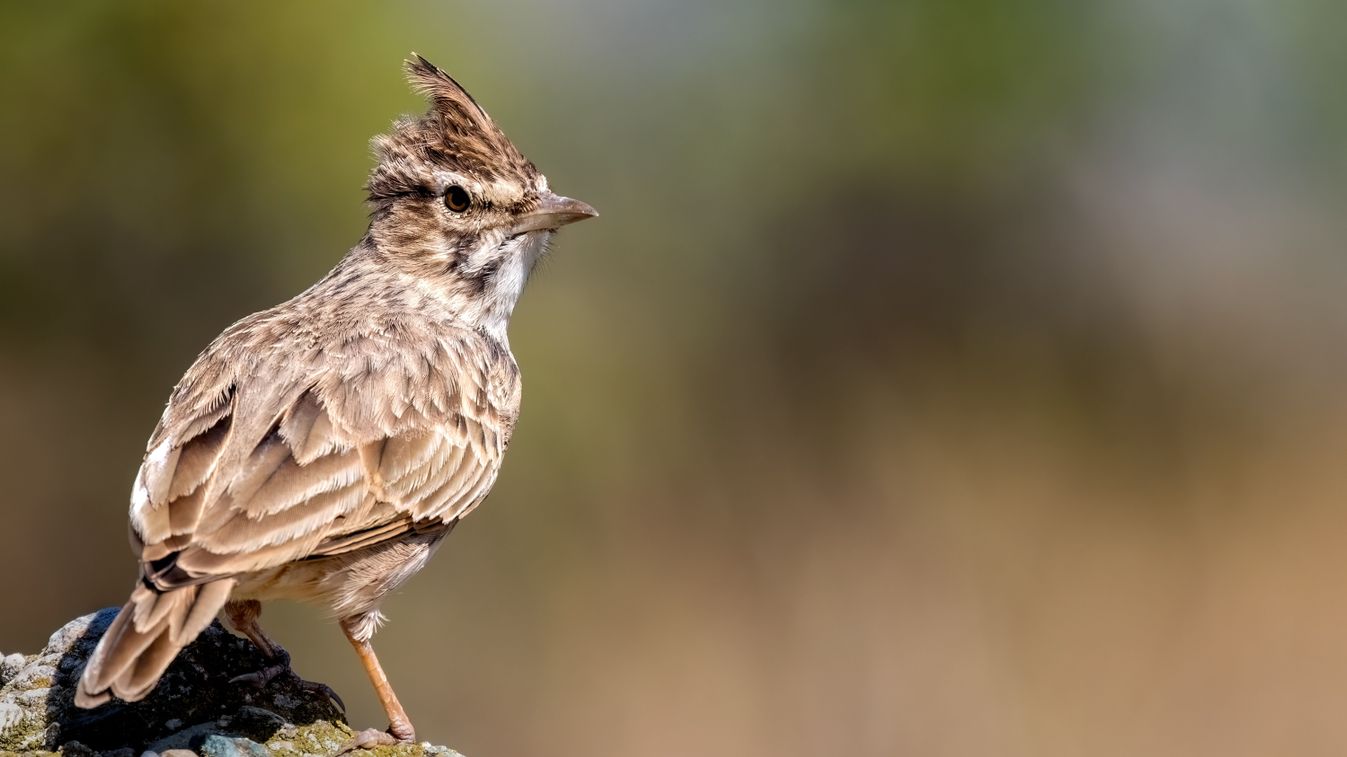 The,Crested,Lark,Or,Galerida,Cristata,Common,Small,Grey,Brown