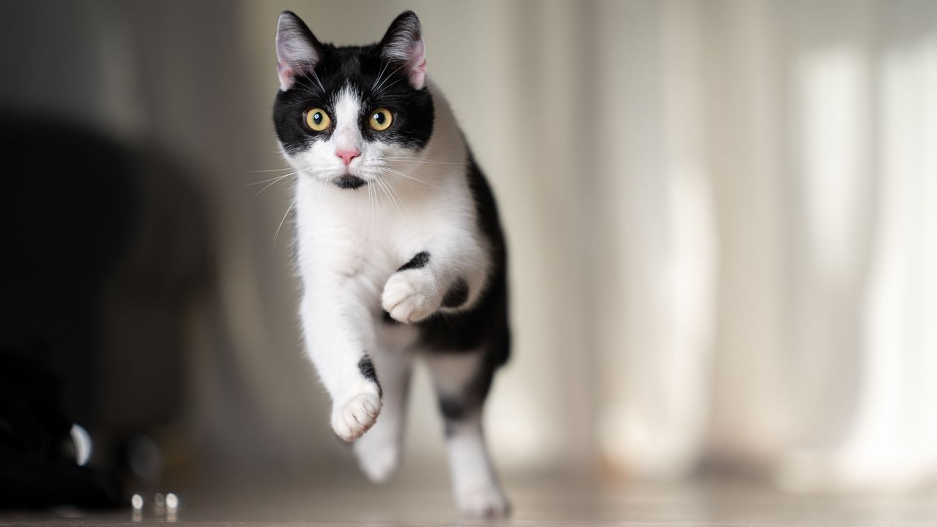 Playful,Black,And,White,Cat,Running,Indoors,At,High,Speed