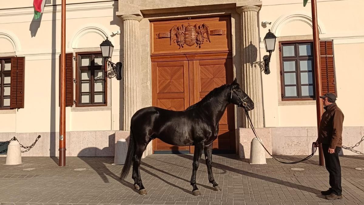 A mezőhegyesi „szupermén” már a török kancák között hódít