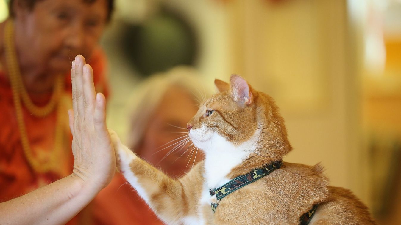 Cat Brings Therapy And Delight To The Elderly
Lugas demencia