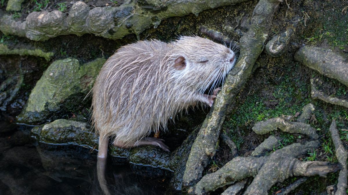 Ellepték a nutriák a Duna–Dráva Nemzeti Parkot