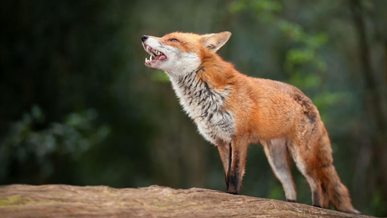 Close,Up,Of,A,Red,Fox,In,A,Forest,,Uk.