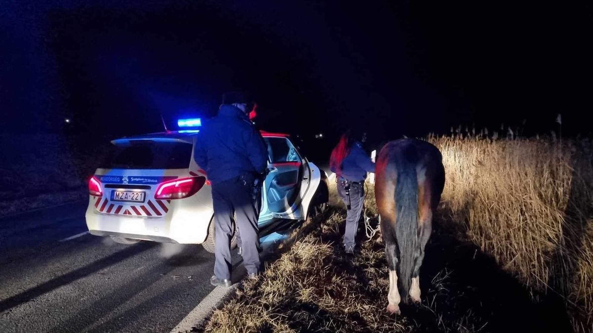 Harmincmilliós versenylóval bandukolt az út szélén ötvenöt kilométeren át a miháldi bandita