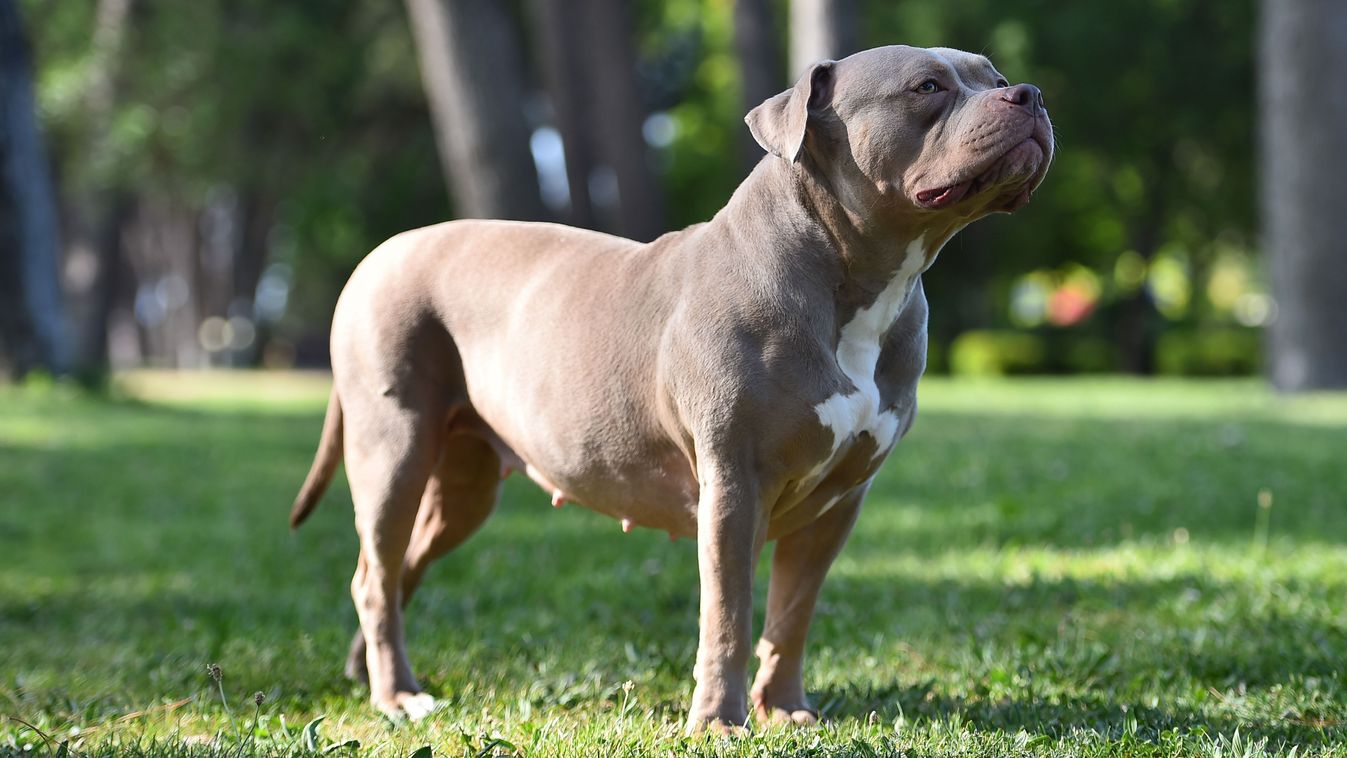 A,Muscular,American,Bully,Dog,In,The,Green,Park