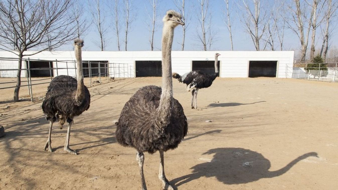 Ostrich farm near Pyongyang which supplies Ostrich meat to some of Pyongyang's restaurants, Democratic People's Republic of Korea (DPRK), North Korea, Asia