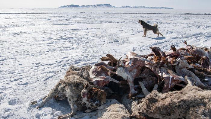 Megdöbbentő: ez okozta több millió állat vesztét az országban + videó
