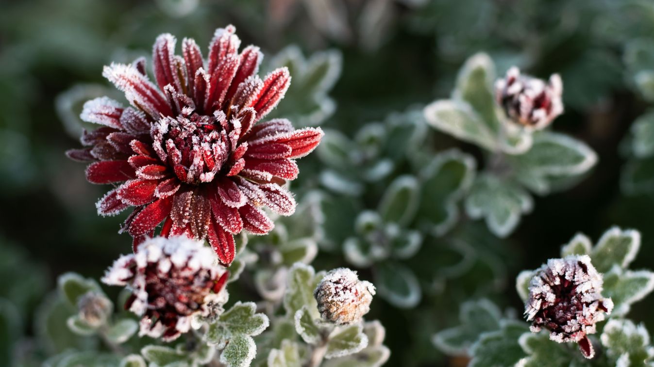 First,Autumn,Frost.,Bush,With,Burgundy,Blooming,Chrysanthemum,,Covered,With, fagy, virág, zúzmara, hideg, tél, krizantém, időjárás