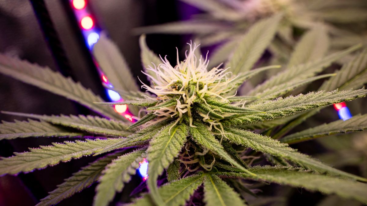 Foggal-körömmel ragaszkodik a német kormány a kábítószer legalizálásához