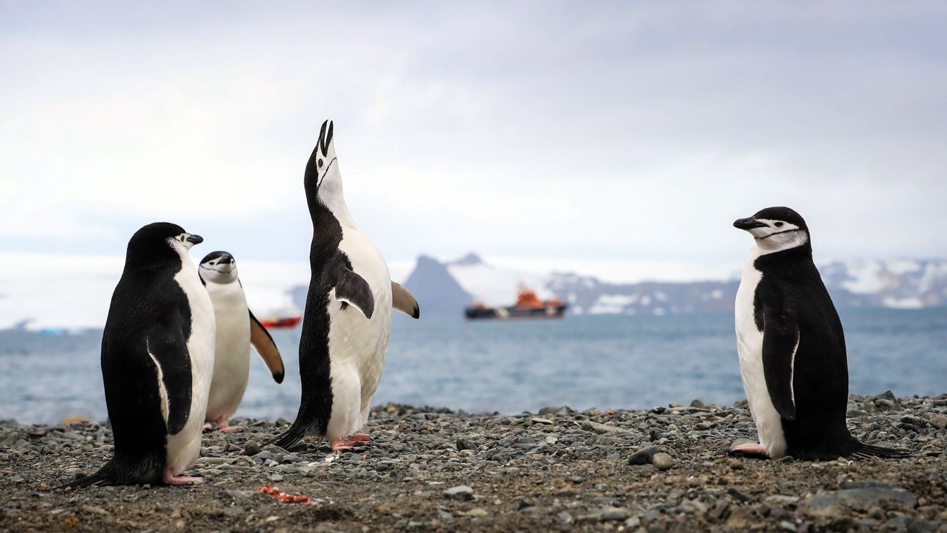 György király-sziget, 2020. február 27.
2020. január 16-i kép állszíjas pingvinekrõl egy turistahajó elõterében, az antarktiszi György király-szigeten. A Déli-sarkvidék partjaitól mintegy 120 kilométerre fekvõ, 95 kilométer hosszú és 25 kilométer széles sziget legnagyobb részét az utóbbi idõkig egész évben jég borította, a globális felmelegedés hatására azonban egyre nagyobb területén olvad el a jégpáncél a déli félteke nyári hónapjaiban. A sziget több fóka- és pingvinfaj otthona, és nyaranta sarkvidéki madarak fészkelõhelye.
MTI/EPA/EFE/Federico Anfitti