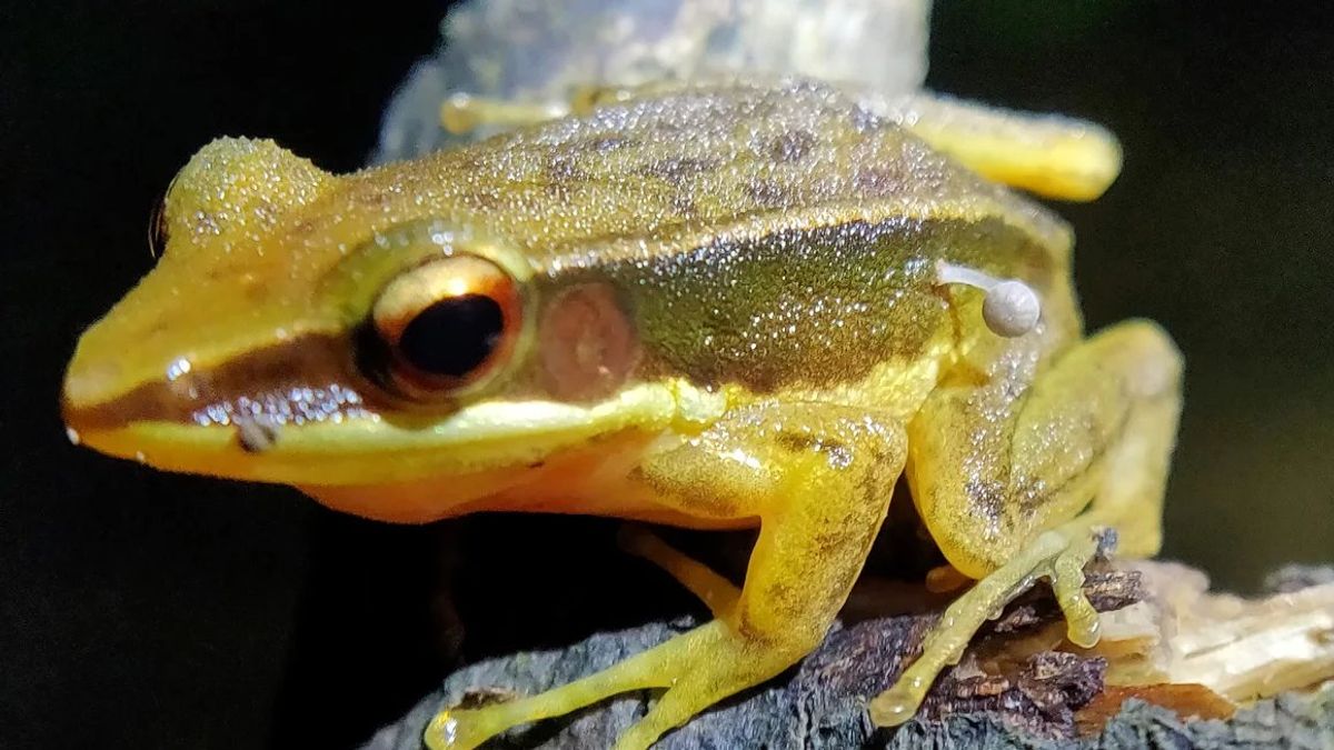 Elképesztő felfedezés: egy indiai békából gomba csírázott ki