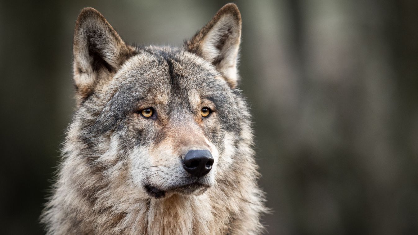 Portrait,Of,Grey,Wolf,In,The,Forest