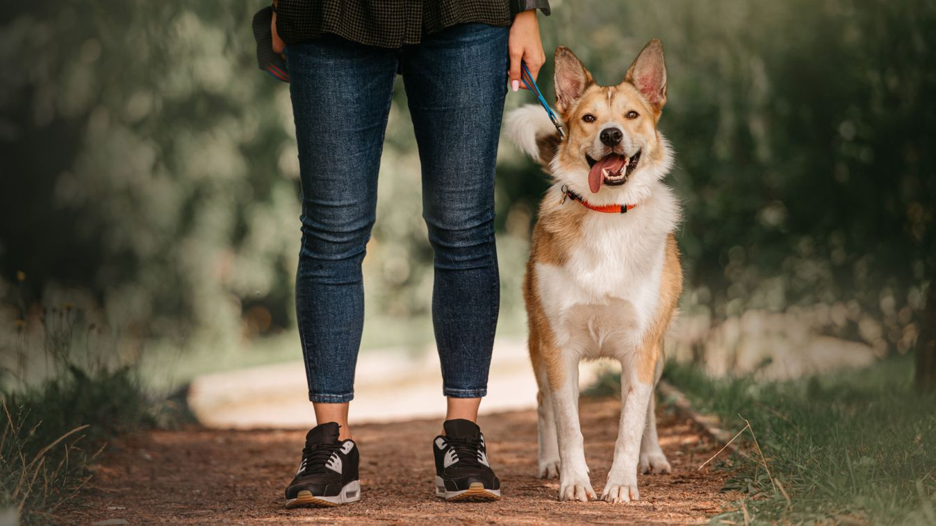 Mixed,Breed,Dog,Standing,Next,To,Owner,Legs,Outdoors