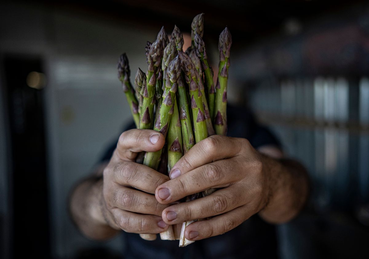 Korábban a spárga csak az előkelőbb éttermekben fordult elő, mára bárki asztalára kerülhet. / Fotó: Török János