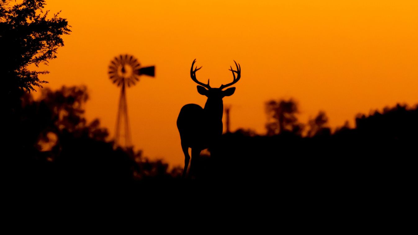 Silhouette,Whitetail,Deer,Buck,At,Sunset,In,Texas,Farmland,szarvas,sziluett