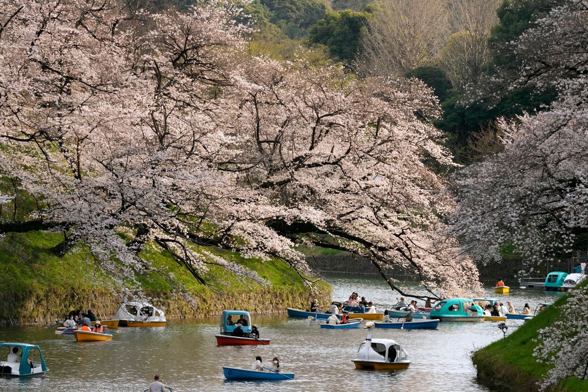 Sakura Fűvészkert