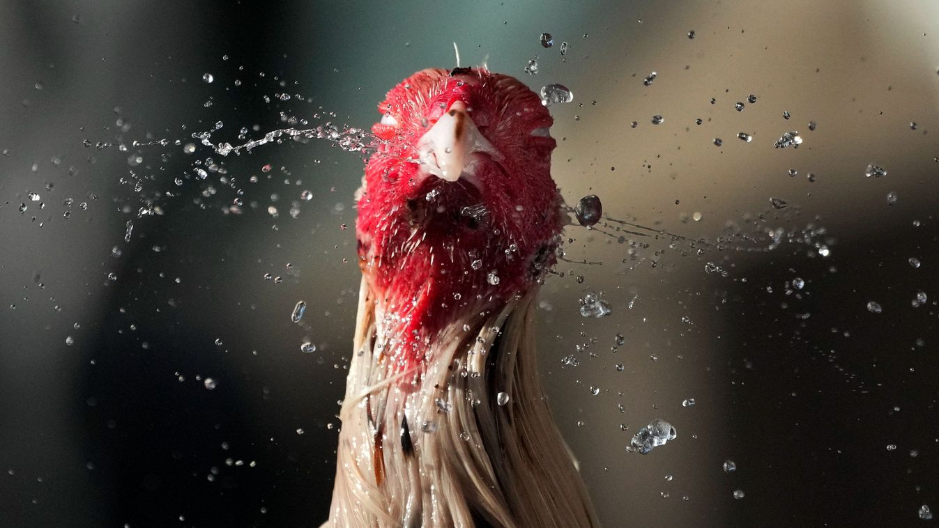 Harci kakas lerázza a fejéről a vizet, amellyel a  nyáriasan nagy meleg miatt hűsítette a gazdája a Fülöp-szigeteki Quezonban 2024. április 2-án. MTI/AP/Aaron Favila