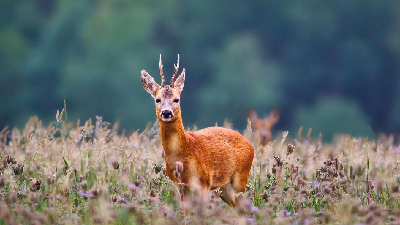Deer,Searching,For,Food,Early,In,The,Morning,őz