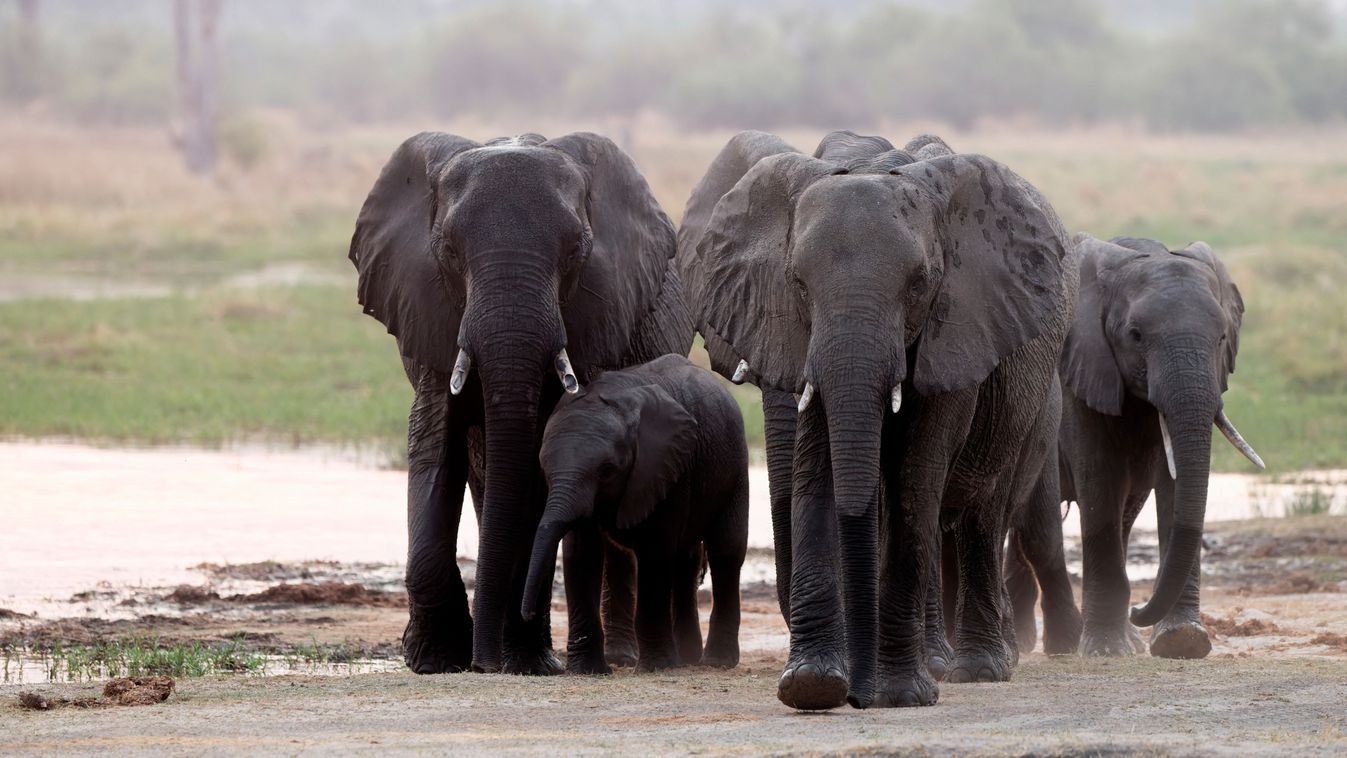Family of African Savanna Elephants ( Loxodonta africana), Khwai concession, Botswana