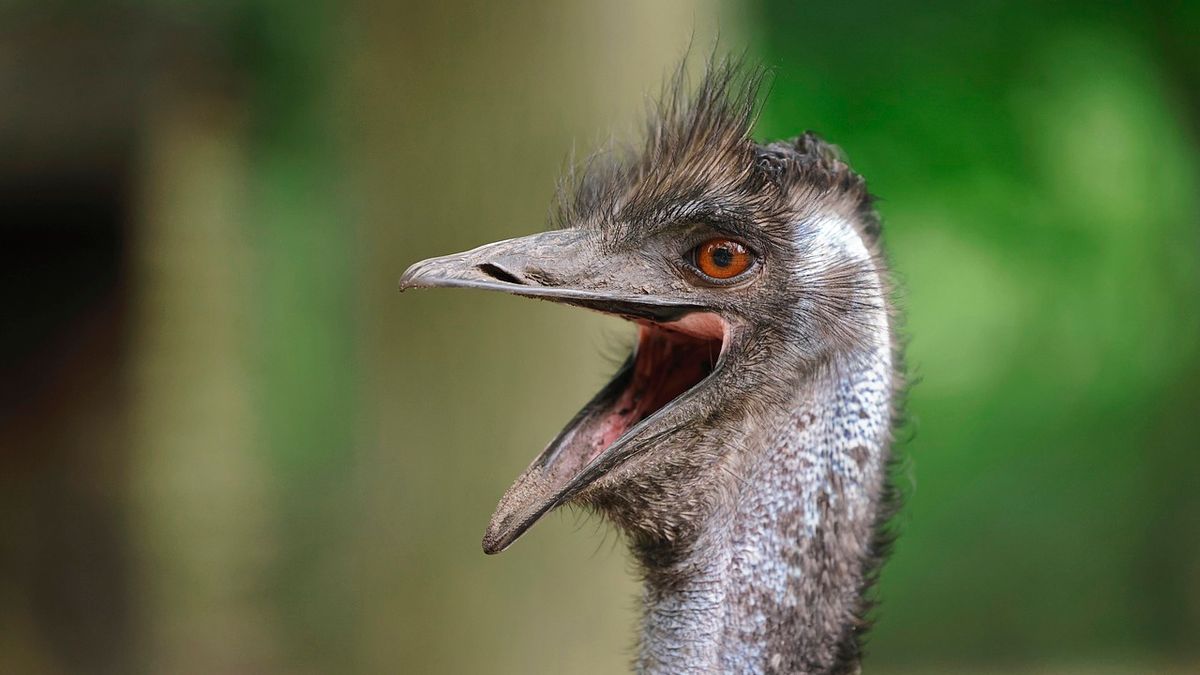 Emu, szamár és oroszlán is bóklászott már a délvidéki város utcáin + videó