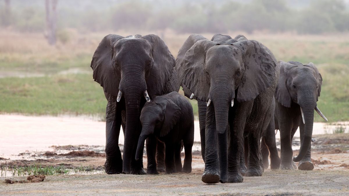 Elefántokat indítana Európa ellen Botswana + videó