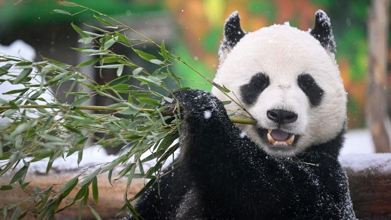 Egy kínai óriáspanda, Ru Yi bambuszt eszik a moszkvai állatkertben 2024. február 13-án, amikor az állatkert a 160. évfordulóját ünnepli. 
