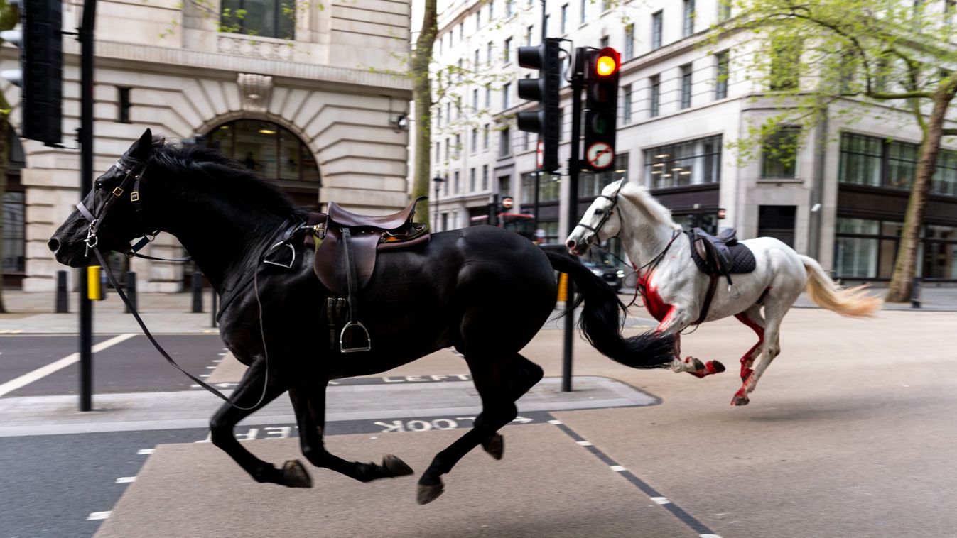 London, 2024. április 25.
Katonalovak vágtatnak egy belvárosi utcán London Aldwich nevû negyedénél 2024. április 24-én, miután a brit udvari lovasság, a Household Cavalry elitalakulat öt lova építkezés zajától megvadulva levetette lovasát, és elszabadult a Buckingham-palotánál tartott gyakorlatozásról. Az incidensben három katona és egy kerékpáros civil megsebesült, a rémült állatok több jármûben kárt okoztak, mielõtt sikerült befogni õket.
