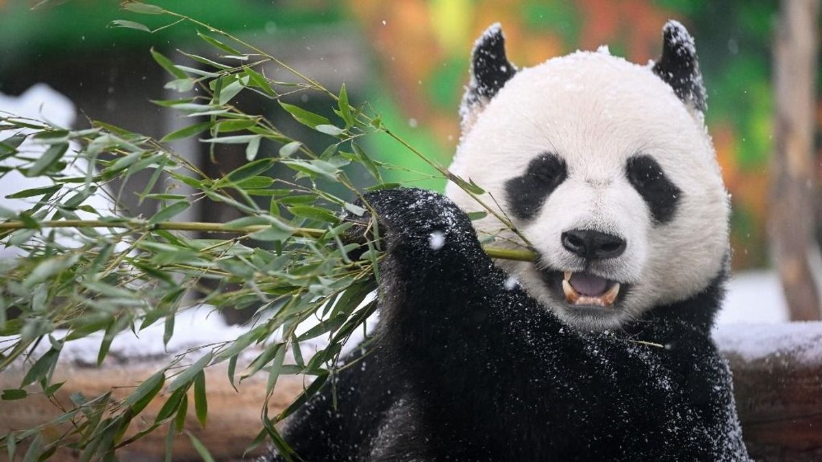 A kis panda visszafeküdt, nem hisz a tavaszi napsütésben + videó