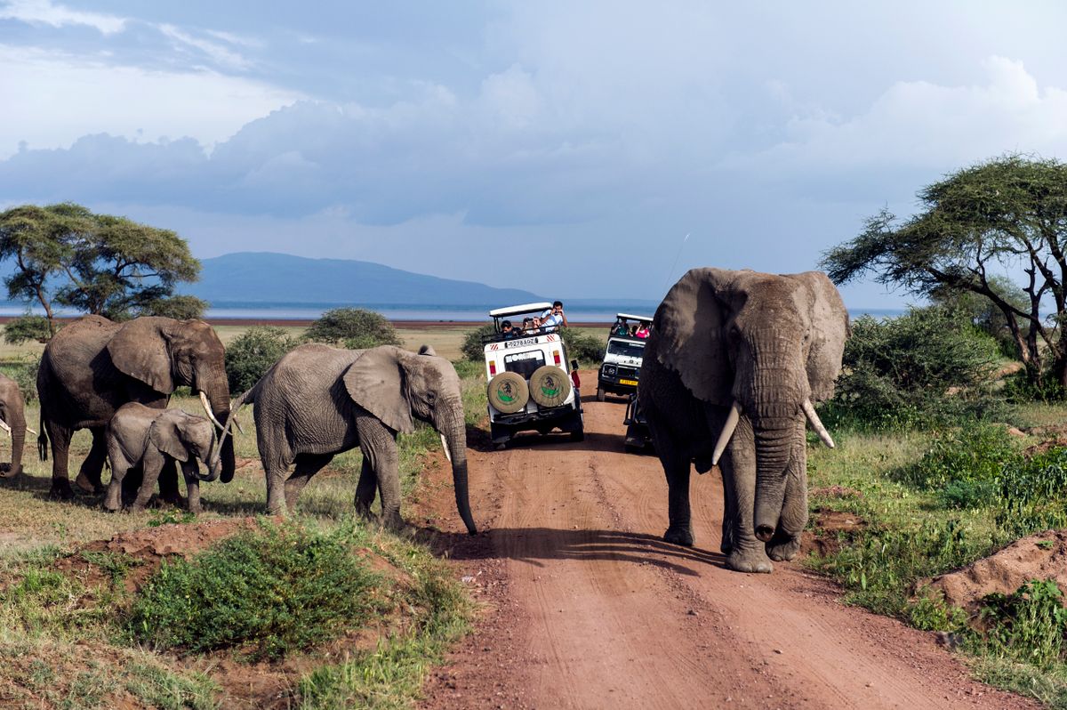 A herd of African Elephants and calf crossing a road between tourist safari vehicles.