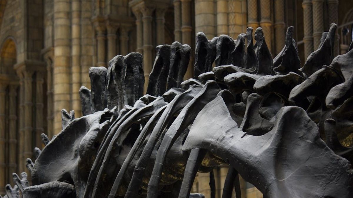 Hatalmas összegért kelhet el egy dinoszaurusz csontváza + videó