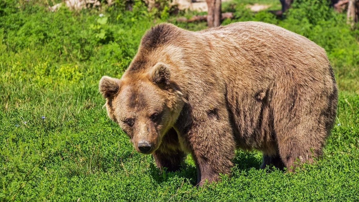 Megéhezett a medve, mutatjuk, mit tett + videó