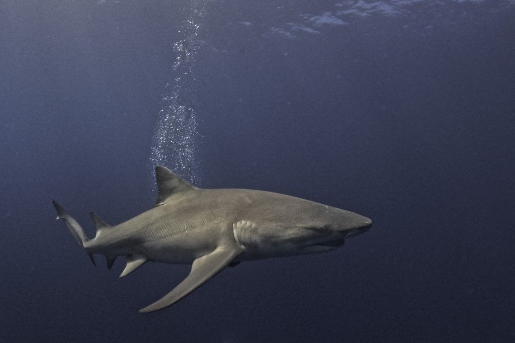 "Florida is the place with the most shark attacks, but don't cancel your vacation just yet"