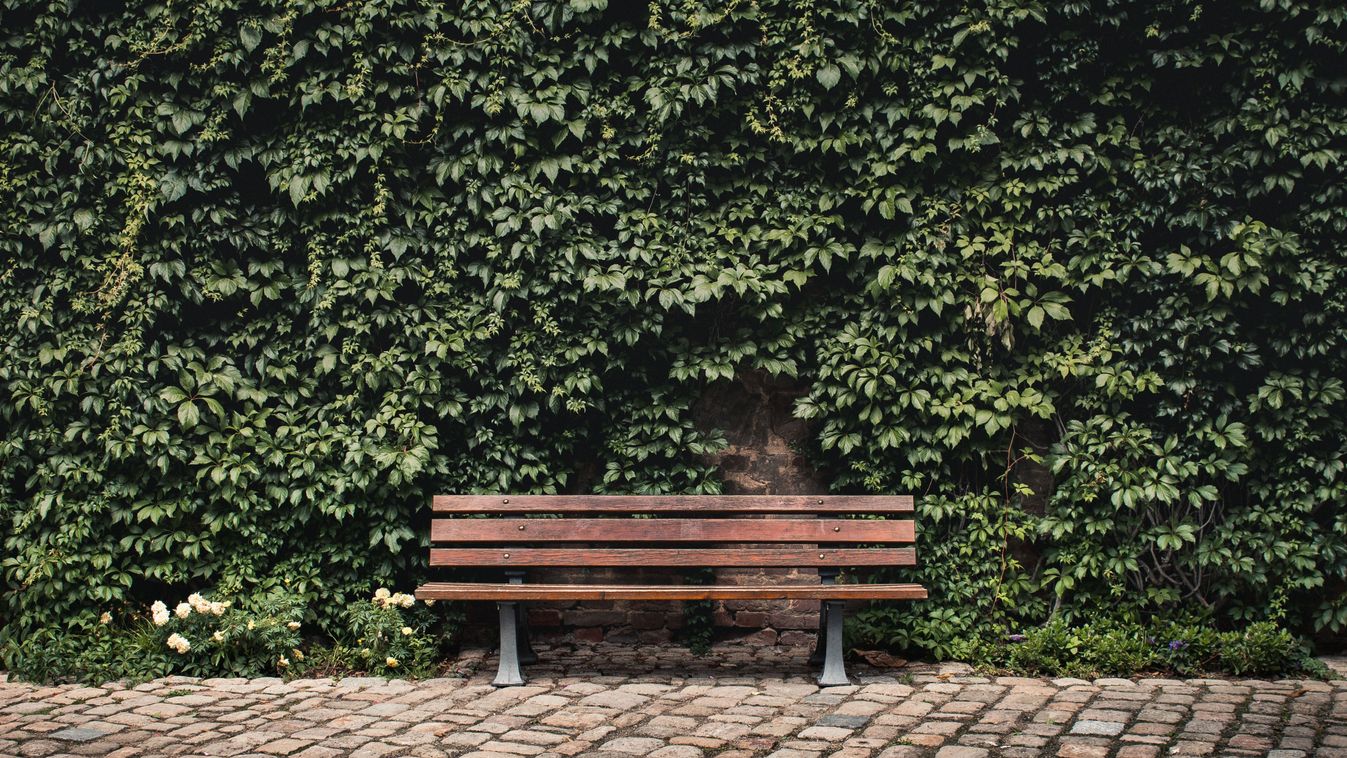 Bench,In,The,Green,Area,park,pad