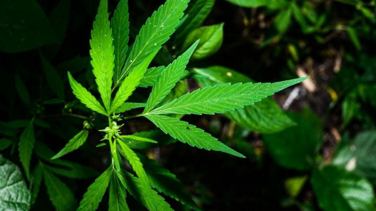 Brazil legfelsőbb bíróság: a cannabis személyes használatra történő birtoklása nem bűncselekmény