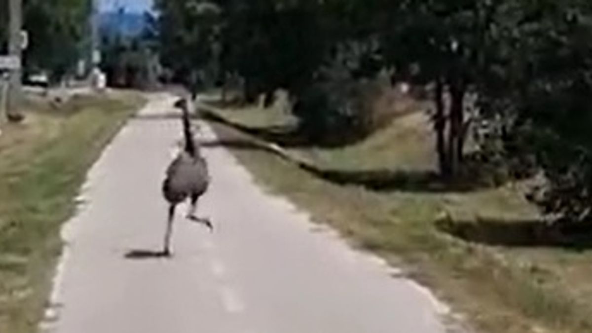 Szökött emu rohangált a forgalmas főút mellett + videó