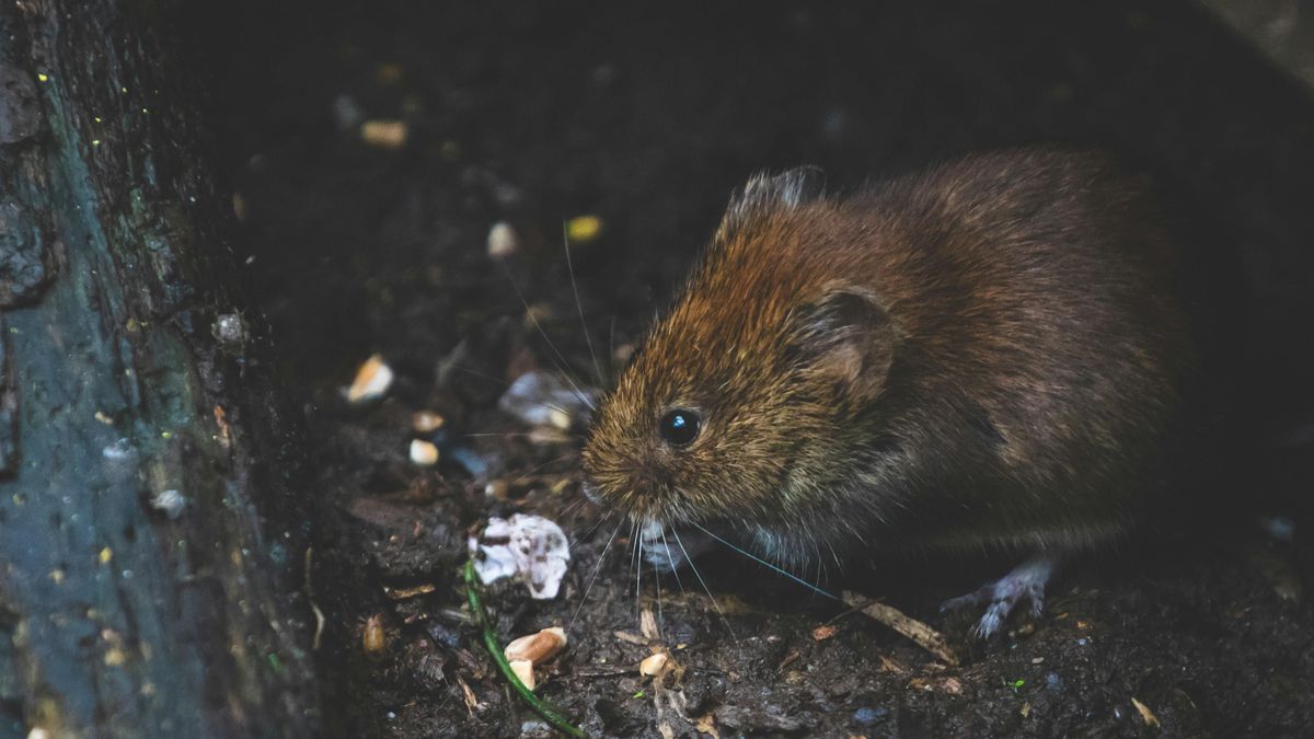 Kiverte az árvíz a csatornákból a patkányokat, súlyos fertőzéseket terjeszthetnek
