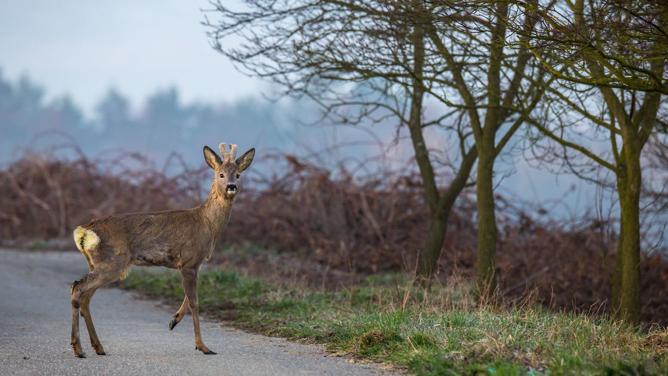 Young,Roe,Deer,Buck,(capreolus,Capreolus),In,Bad,Condition,Standing