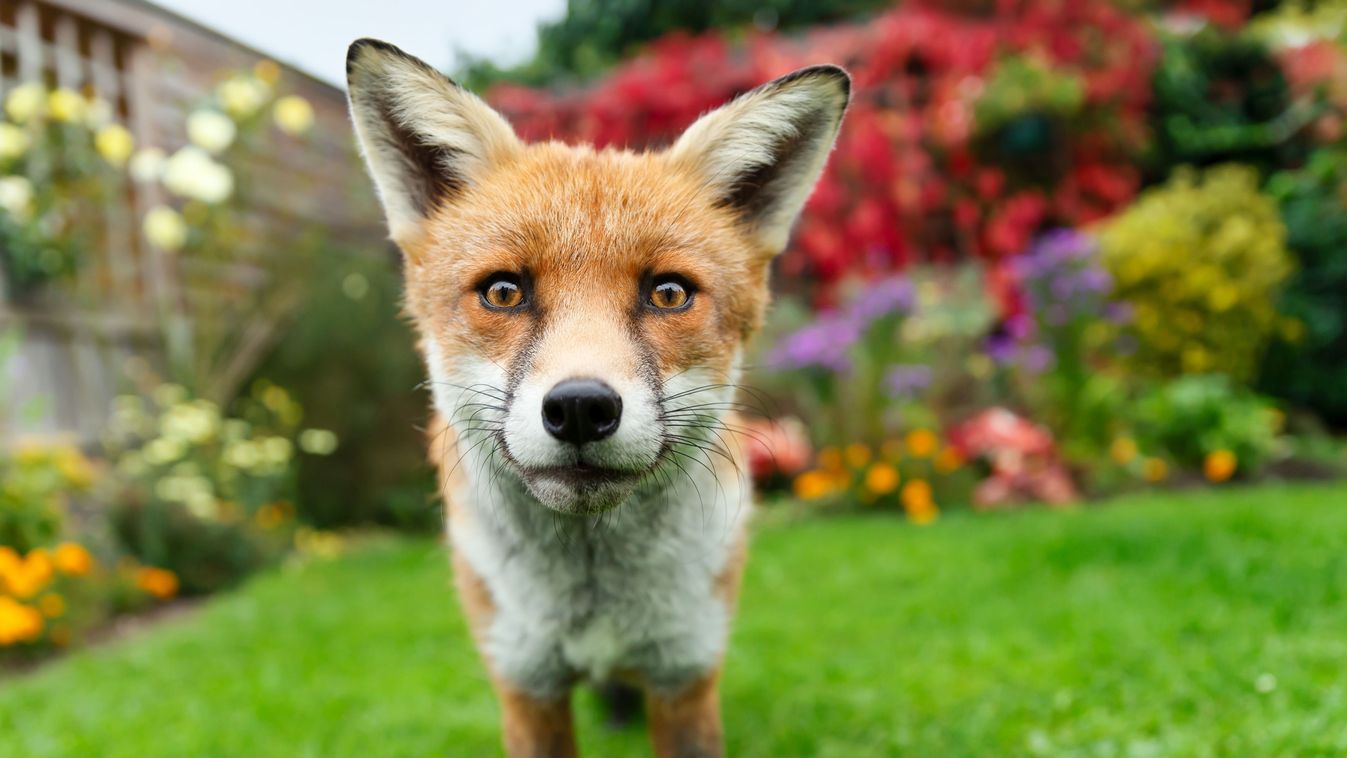 Close-up,Of,A,Curious,Red,Fox,Standing,On,A,Green