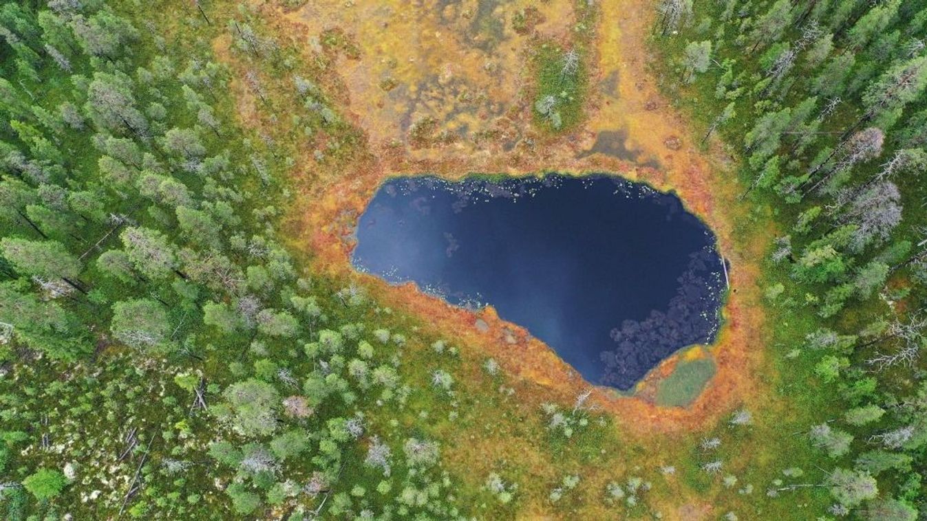 Nyári tőzegláp a finnországi Kuhmo régióban